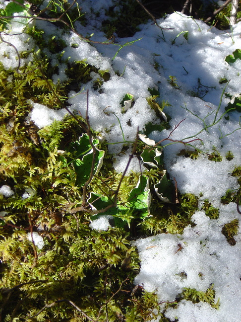 Lichen, Moss, and Snow